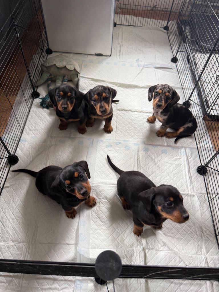 Miniature Smooth-Haired Dachshunds