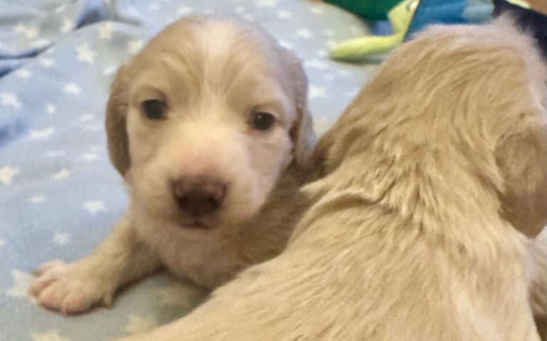 CREAM Long haired miniature dachshund pups!