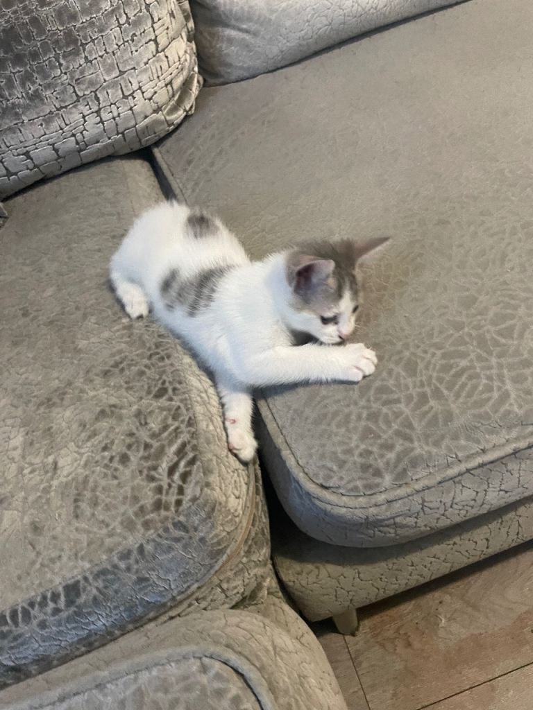 2 kittens left ready to go now, 100 
