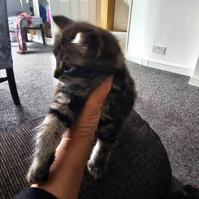 Tabby Kittens
