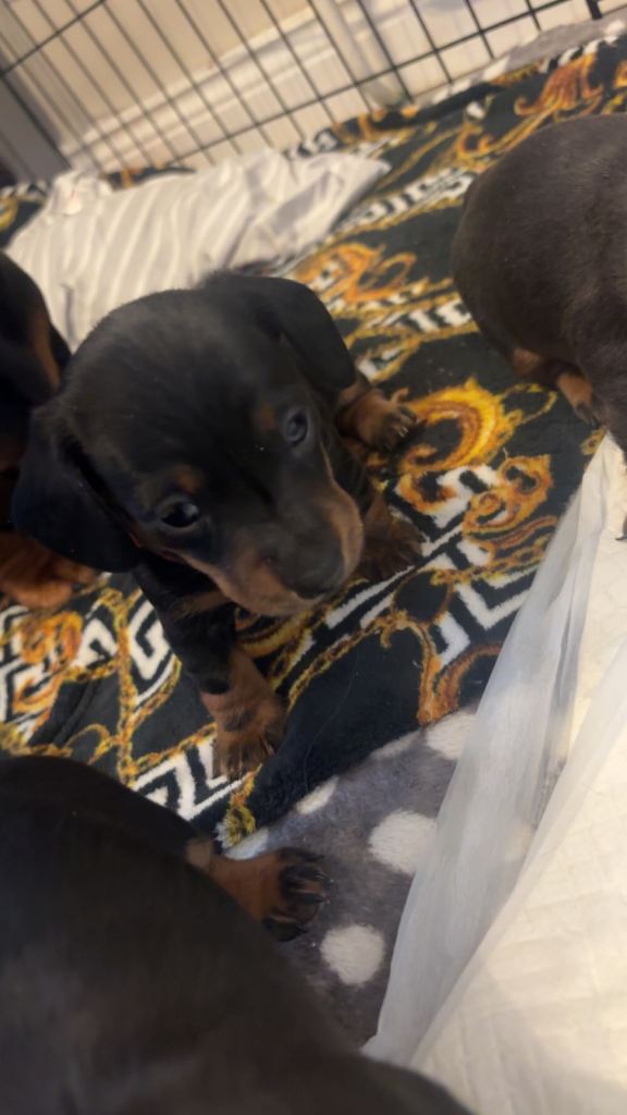 Dachshund puppies