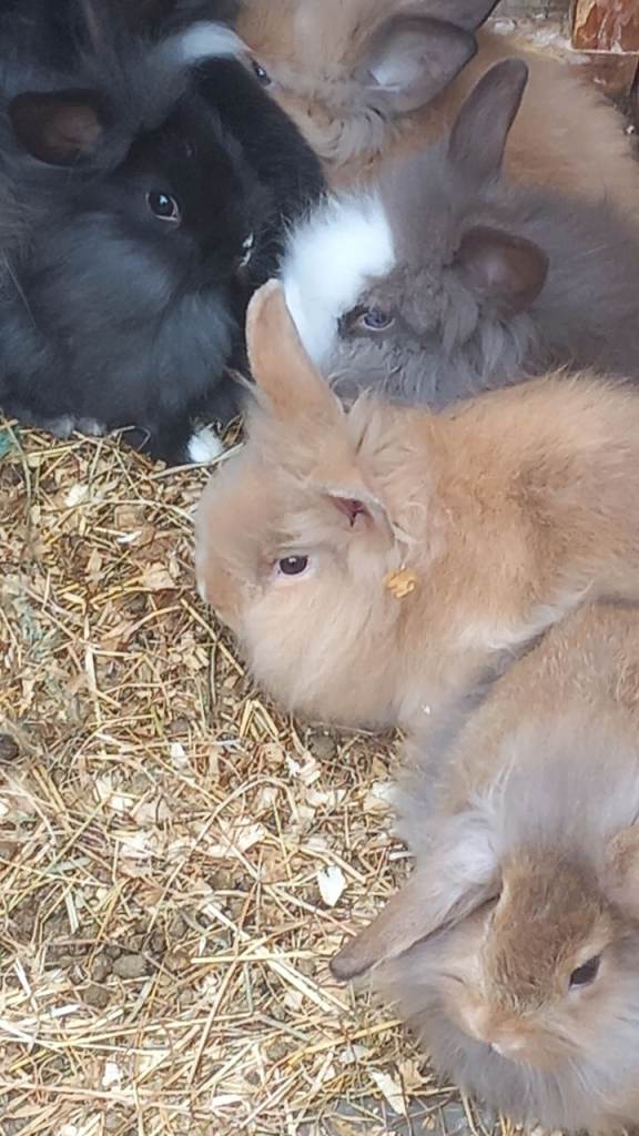 MIXED COLOURS*BLUE & BROWN EYED DOUBLE MANED LIONHEAD x CASHMERE MINILOPS