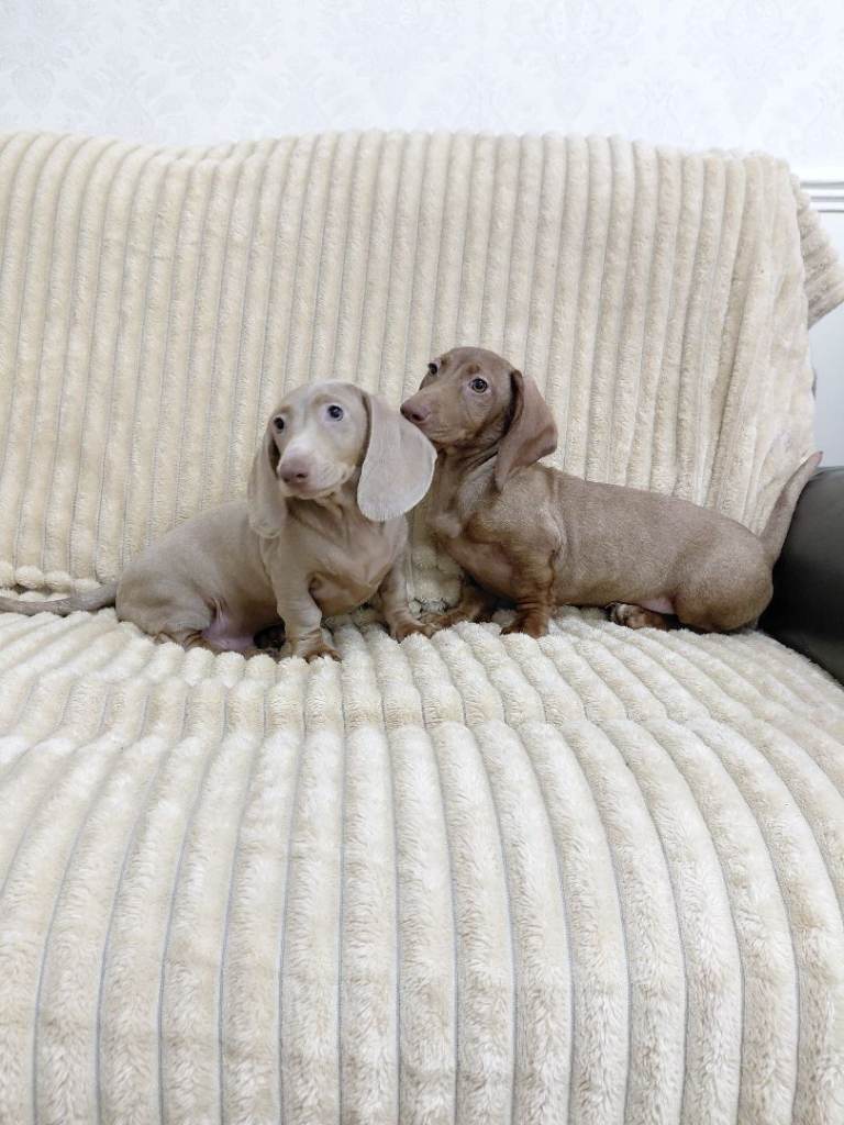 Miniature dachshund
