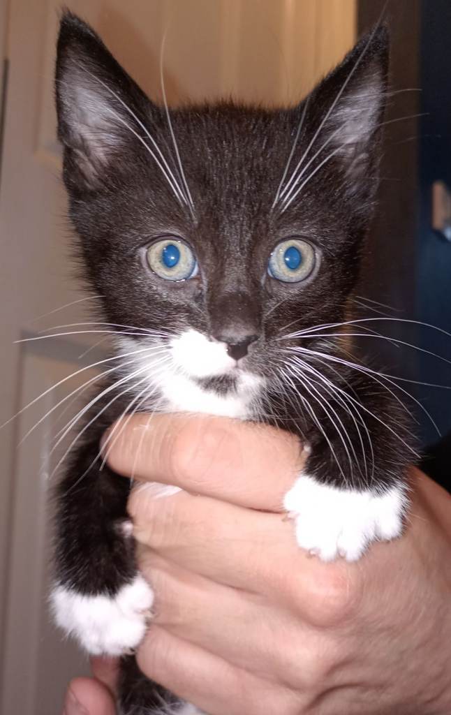Kittens 