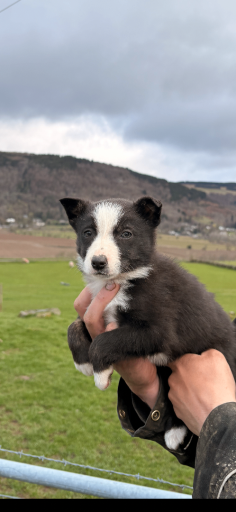 Collie Pups 
