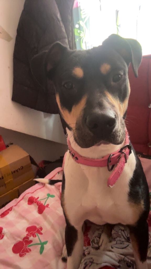American Bulldog x German Shepherd Female – 18 Months – Vaccinated