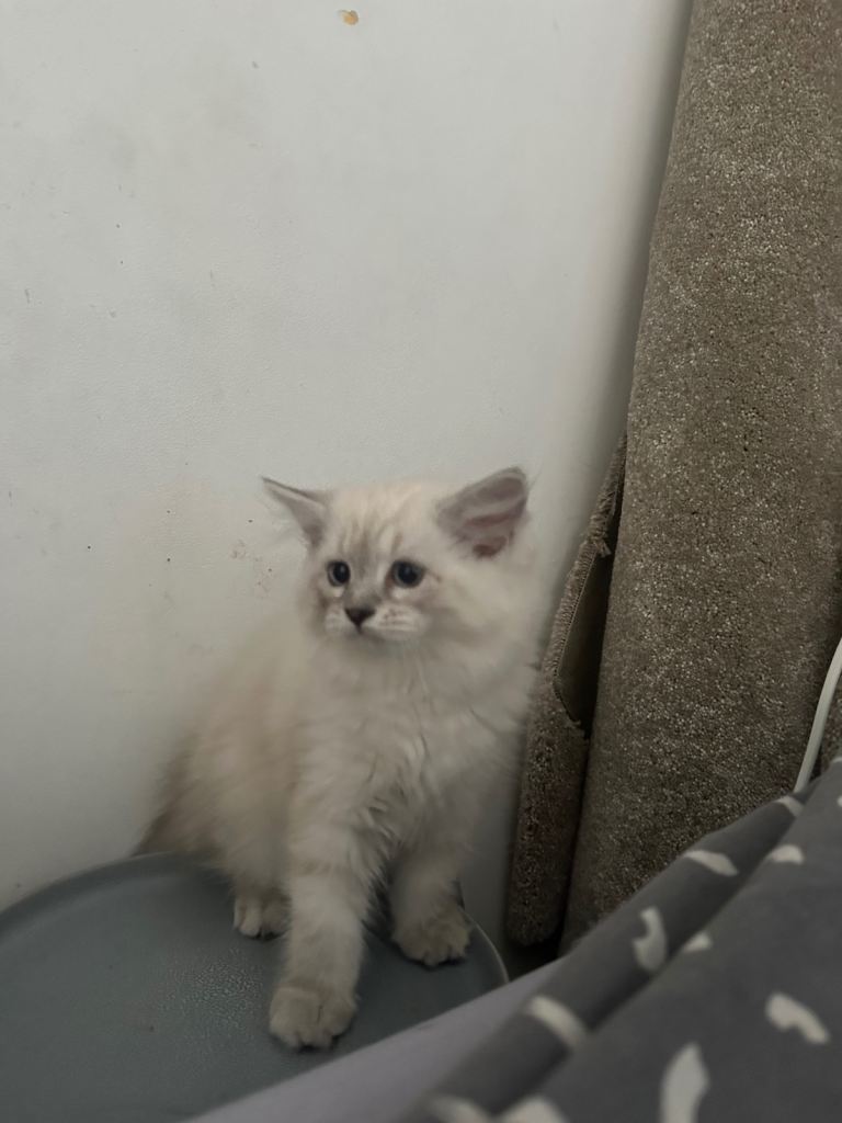 URGENT Male Pure Ragdoll kitten 