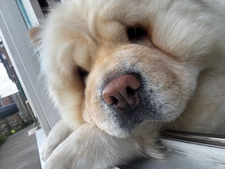Chow chow girl for sale liverpool 