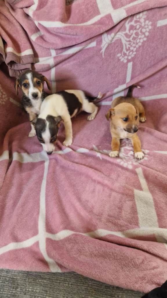 Jack Russell puppies 