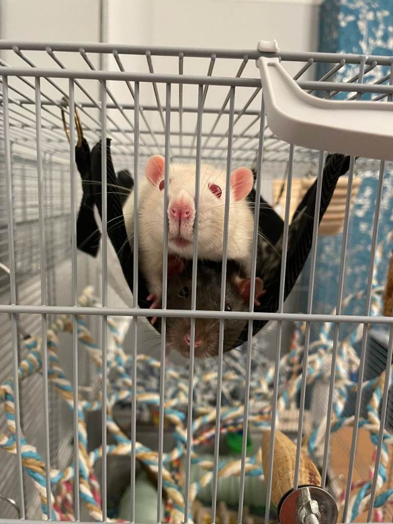 2 Pet Rats (Boys)
