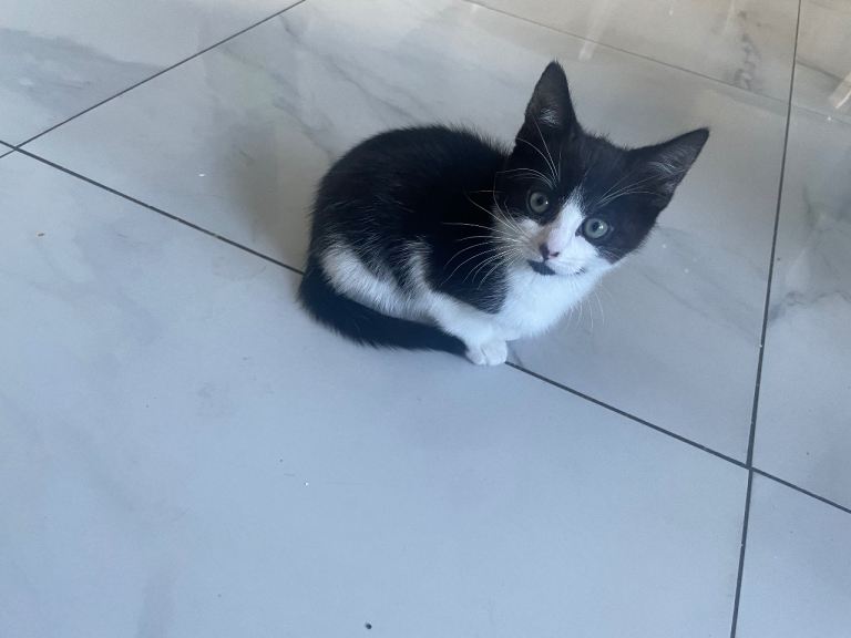 Kitten for sale 