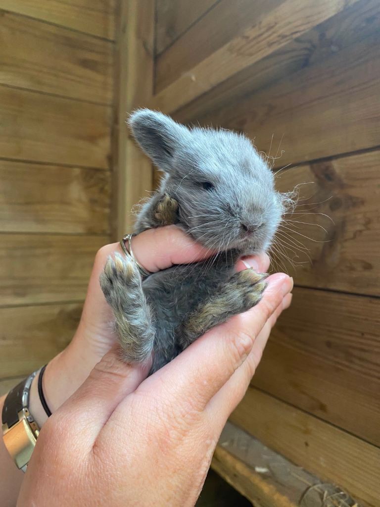 Mini lop Baby Rabbits