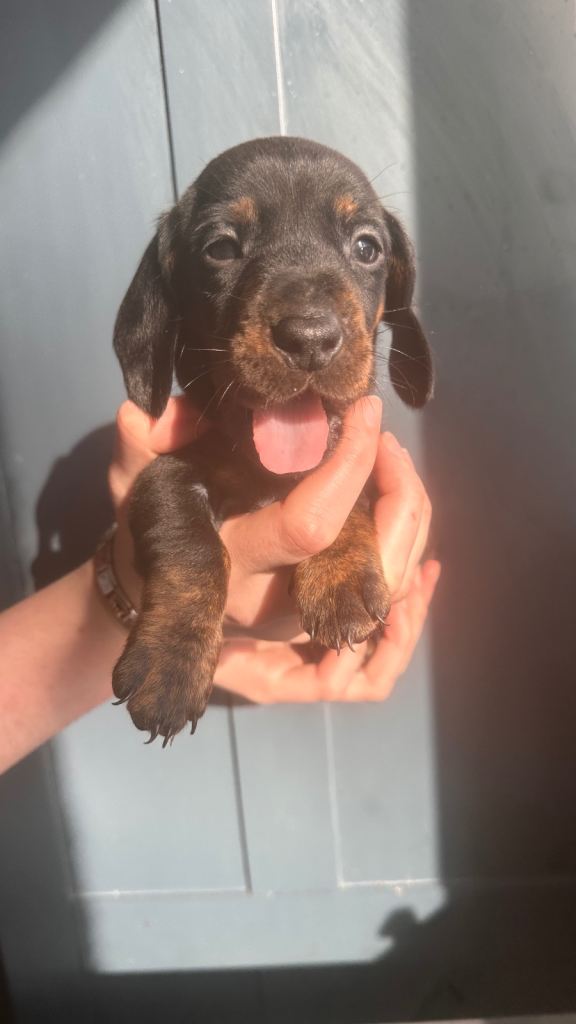Miniature Dachshund puppies 