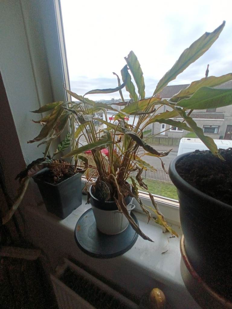 Calathea 