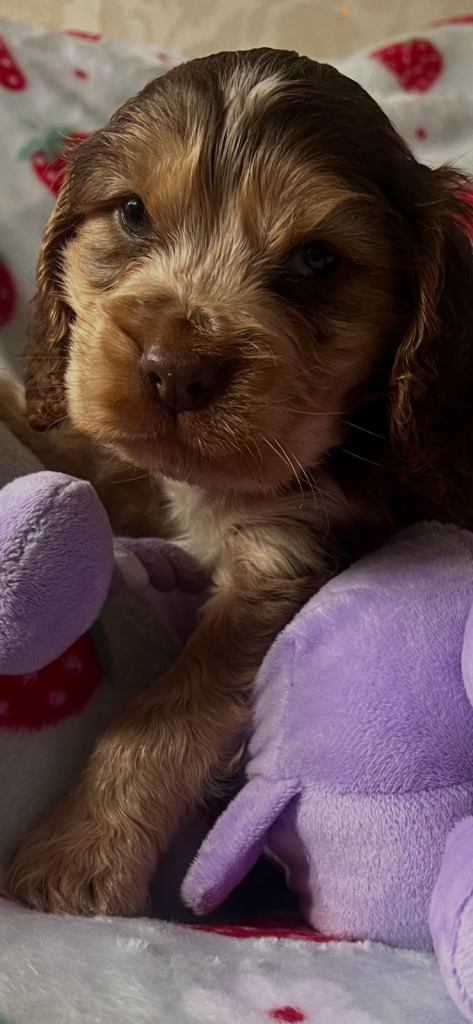  Show cocker spaniel puppies  available 