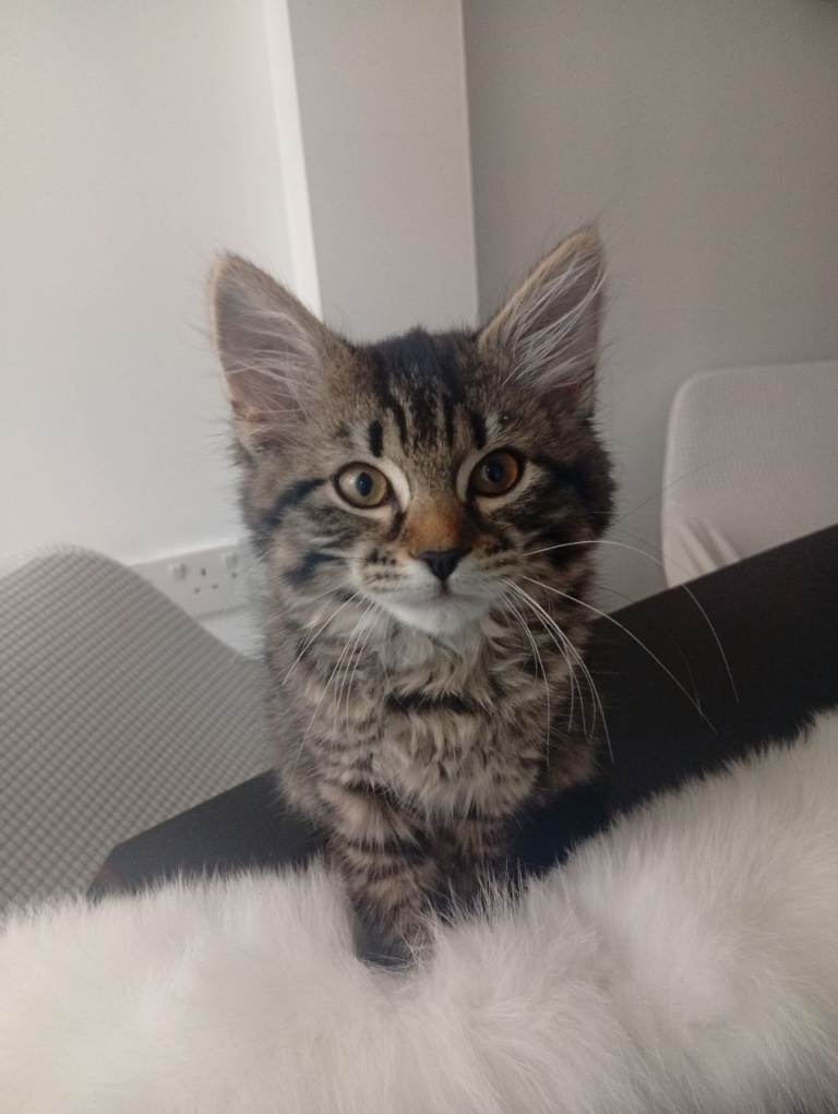 Kitten for sale 