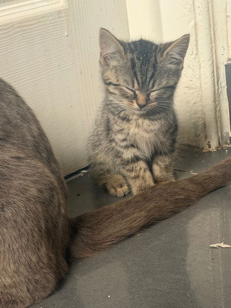 British shorthair kittens 