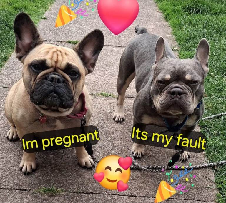 BEAUTIFUL KC REGISTERED FRENCHIES PUPS 