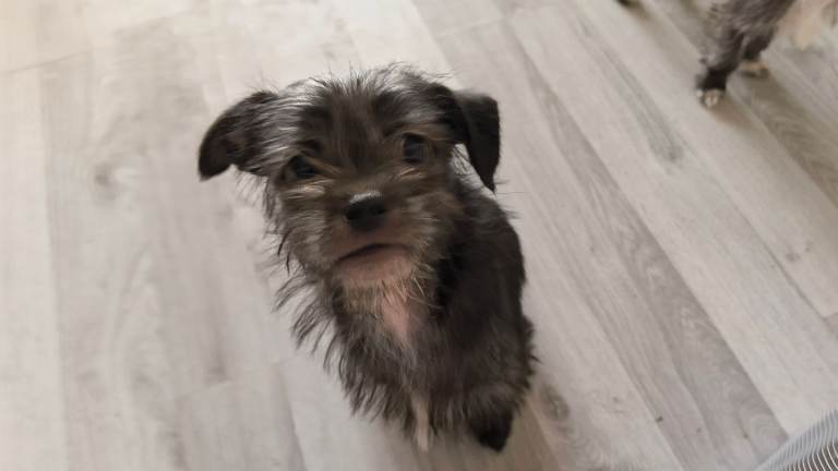 Male & Female puppy's for sale - shitzu/chiwawa 