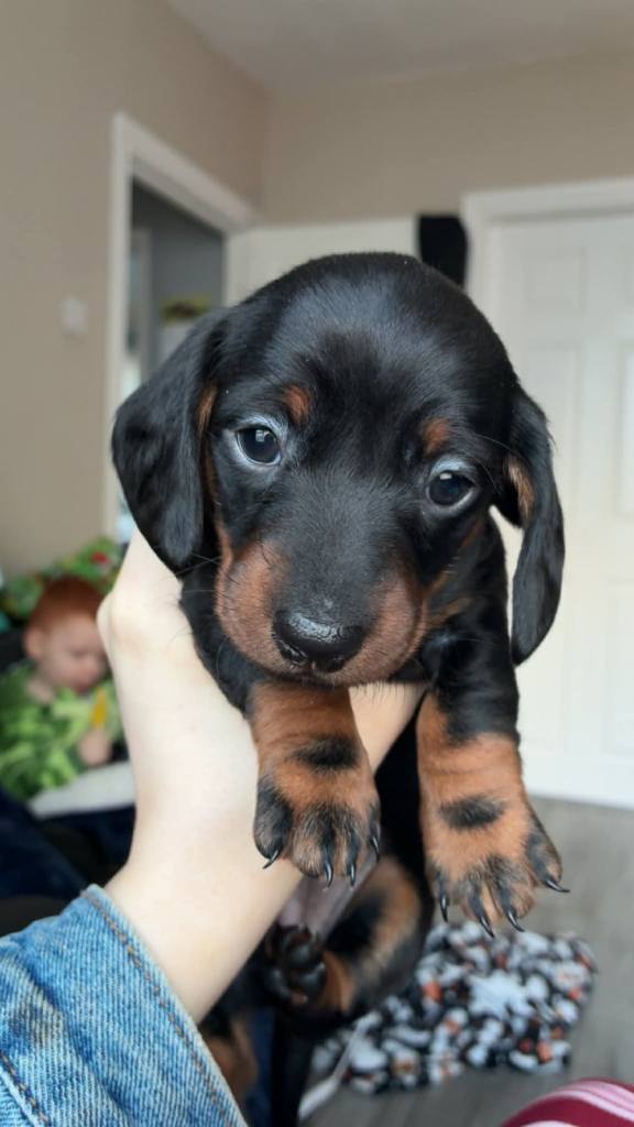 Dachshund puppies