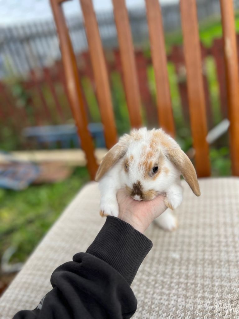 Female rabbits 