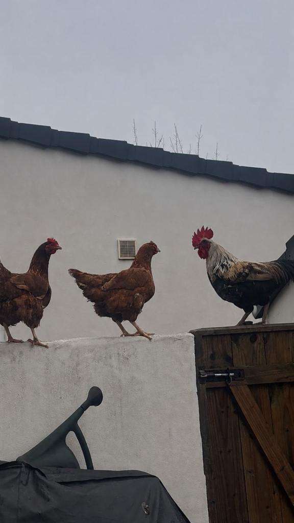 1 ROOSTER + 2 BROWN HENS + CHICKEN PENN + STEEL RUNNER