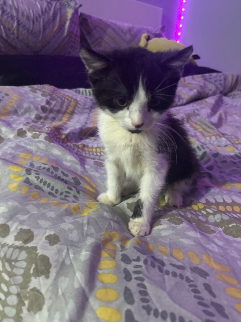 Kitten for sale around birmimgham ready for new home