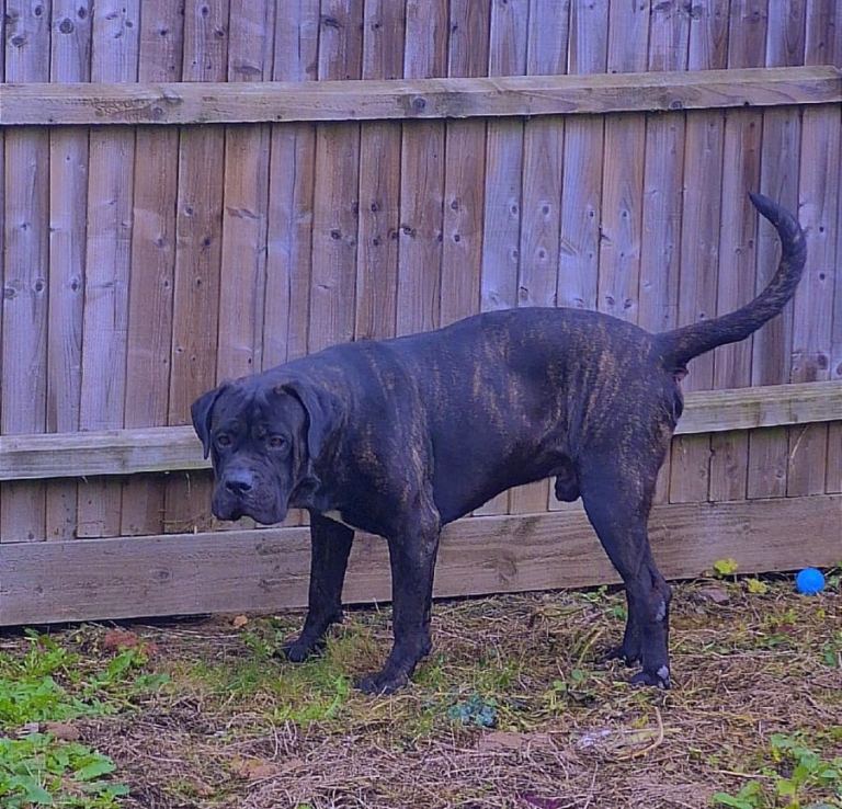 Cane corso 