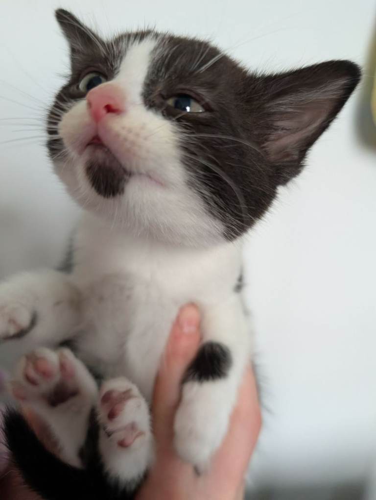 4 mixed breed kittens for sale 
