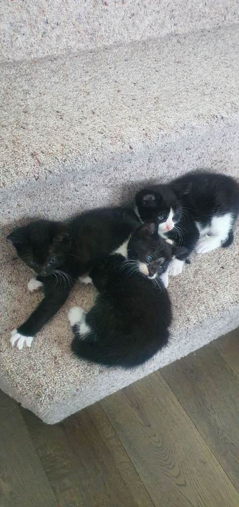 Kittens Angora 