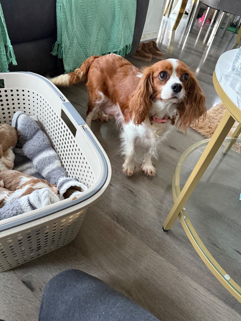 King Charles puppies only one boy left