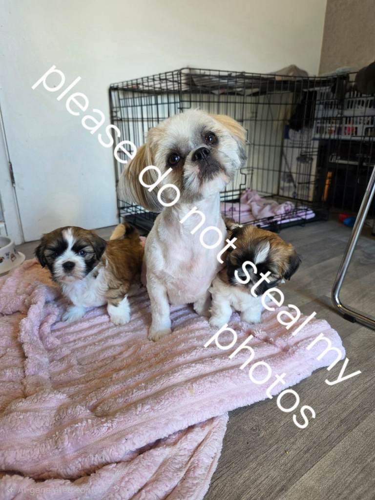 Shih tzu puppies