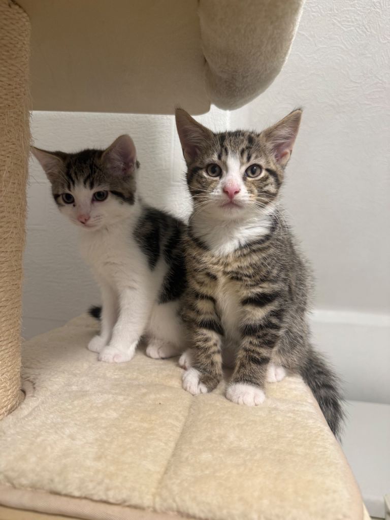 Selling kittens - all boys