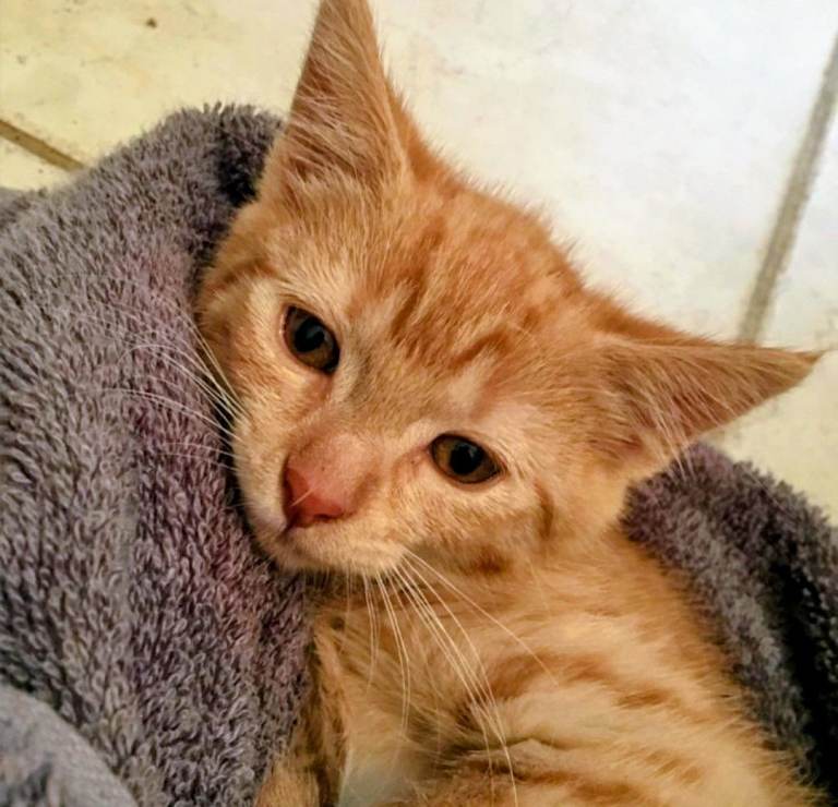 Kitten for sale 