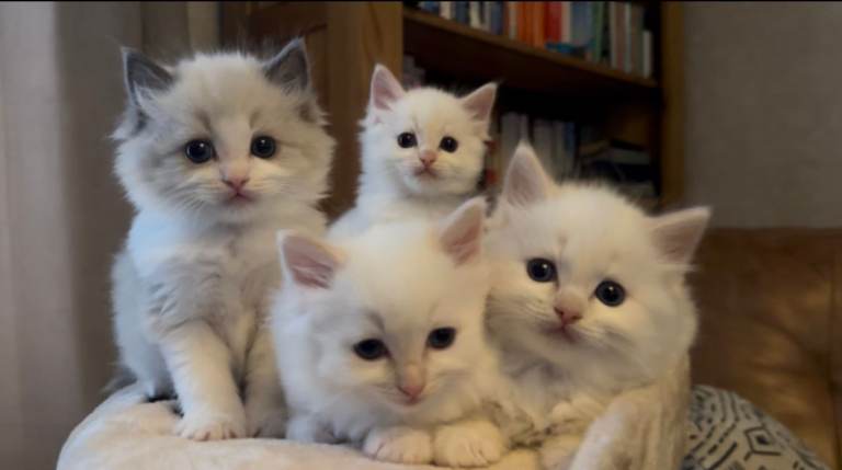 Ragdoll Kittens Stunning Quality 