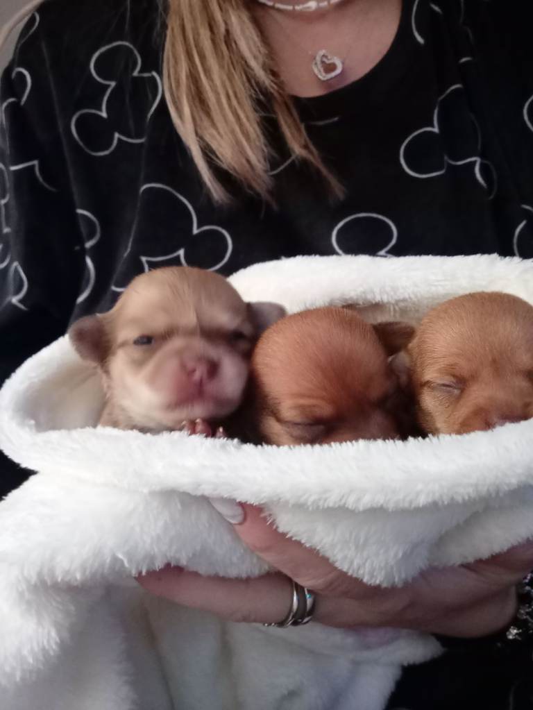 Chihuahua puppies 