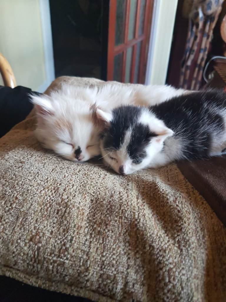 🐾 Adorable Kitten for Sale – £100 Each🐾