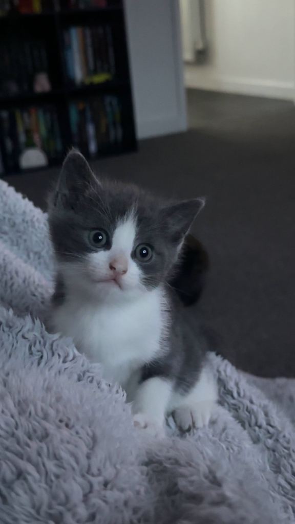 Adorable Grey and White Kitten Looking for a Loving Home