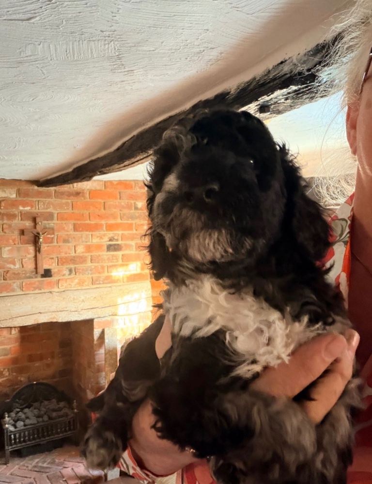 Poodle miniature merles 