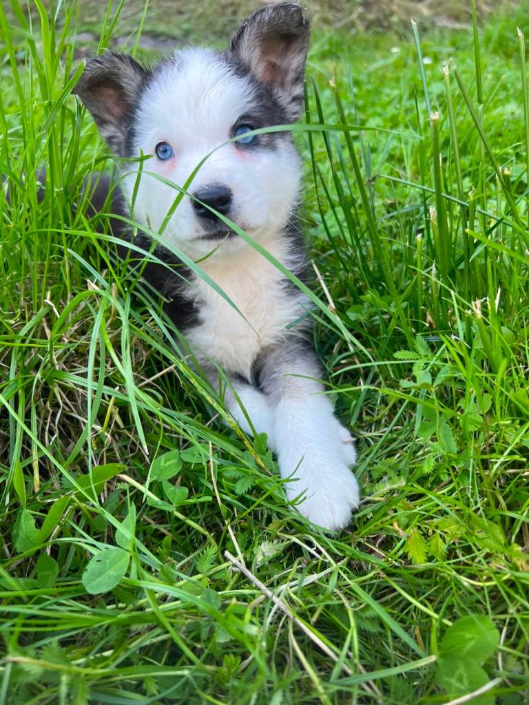 Pomsky puppy’s