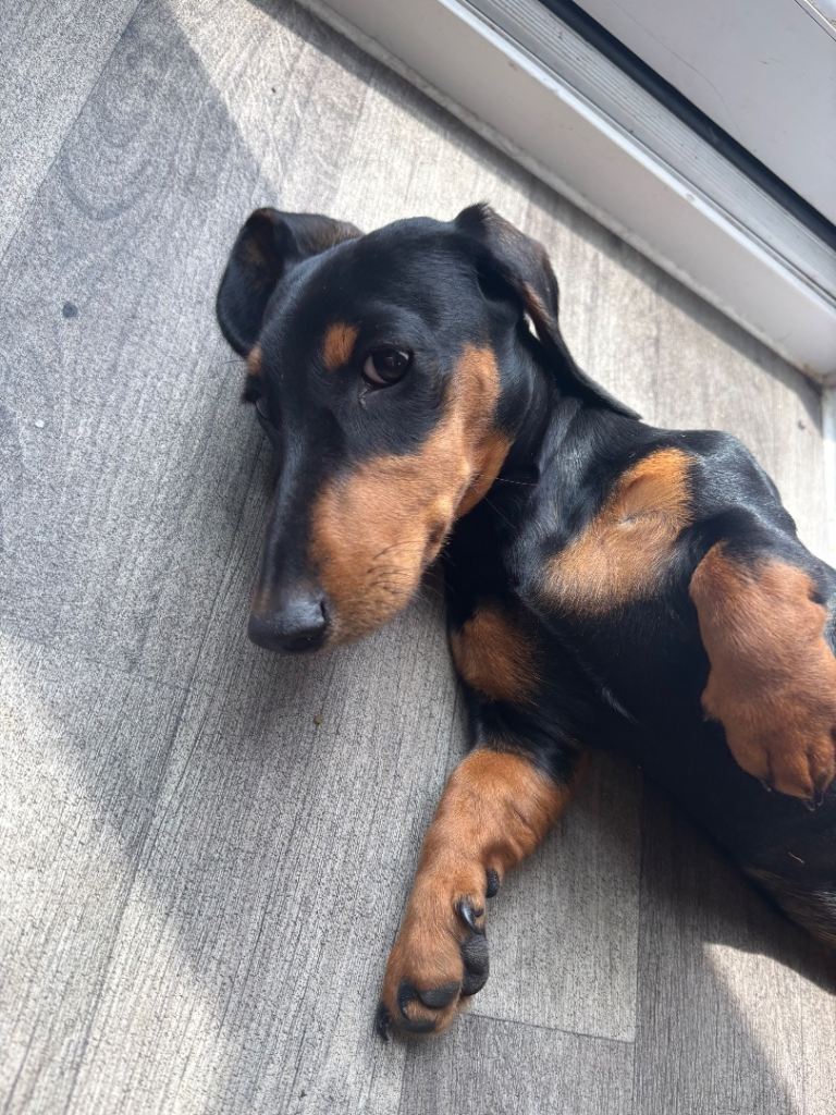 Miniature dachshund 