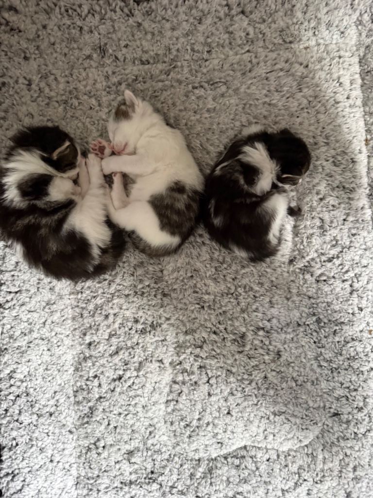 Kittens for sale 
