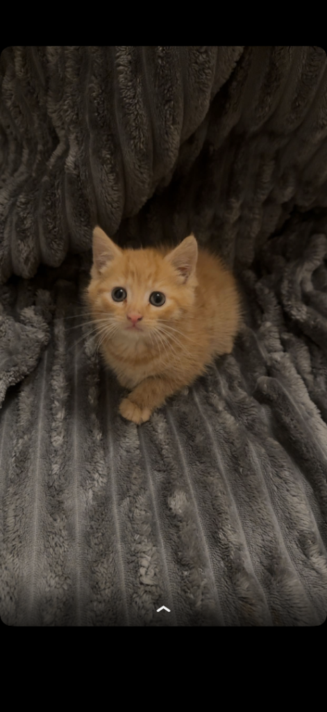 Beautiful kittens for sale 