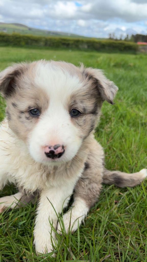 2 Merle collie pups for sale