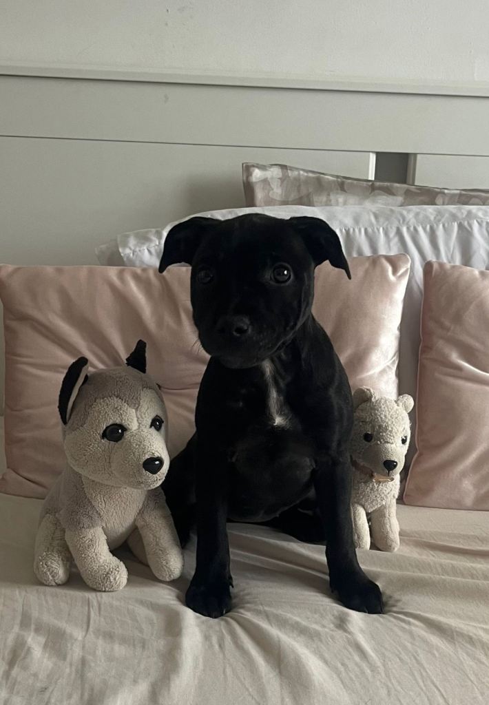 Staffordshire puppies for sale