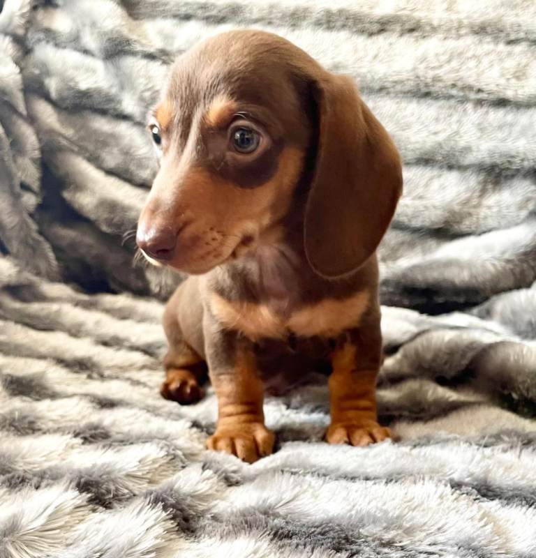 ⭐️READY NOW⭐️ Quality, KC Regisered Miniature Dachshunds 