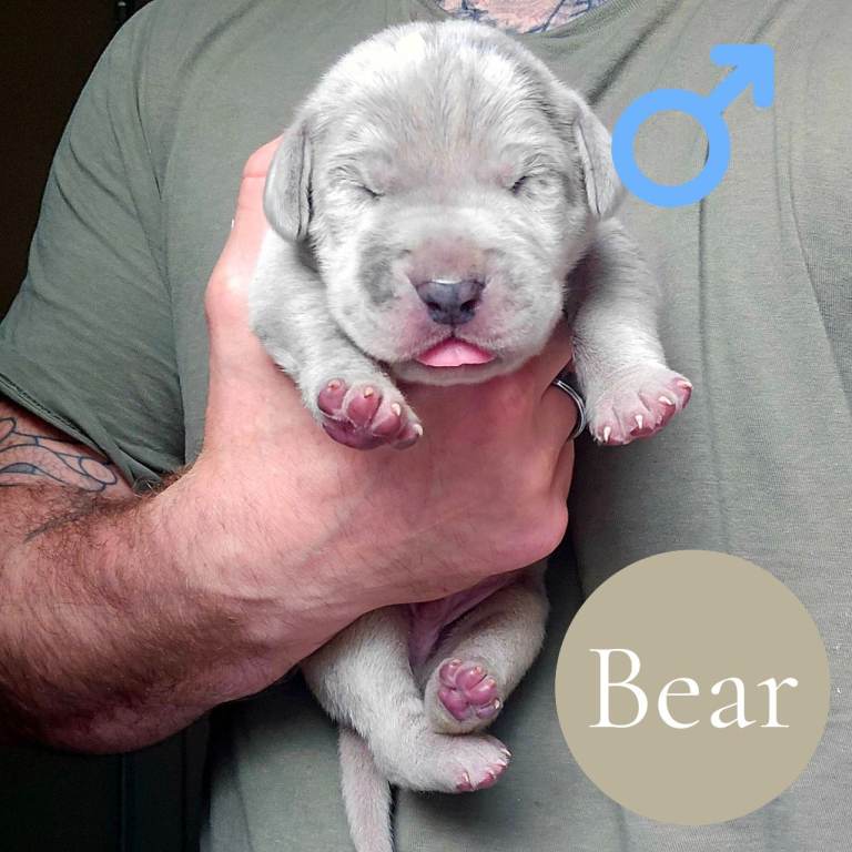 Chunky Silver Daniff Pups-Exceptional Temperament