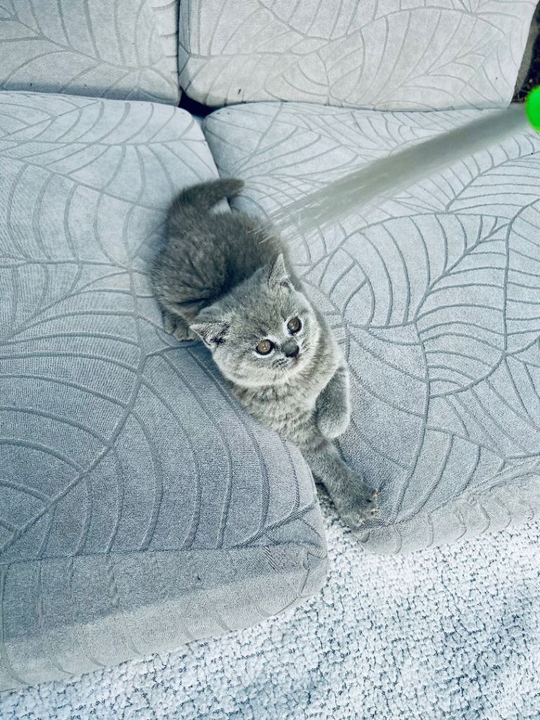 Two beautiful British Shorthair kittens