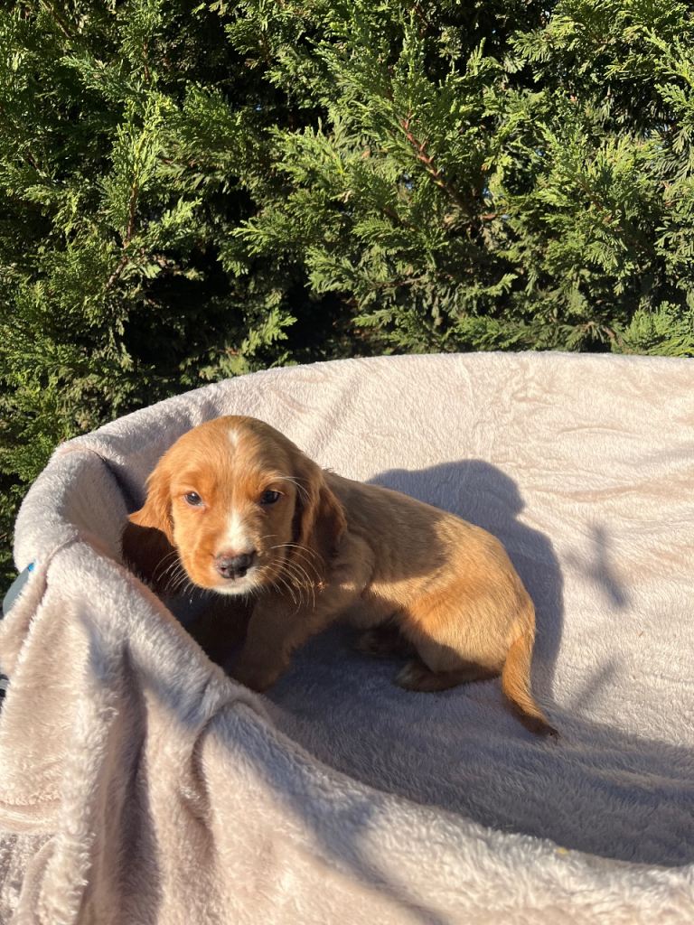 Three beautiful boy cocker spaniels remaining 