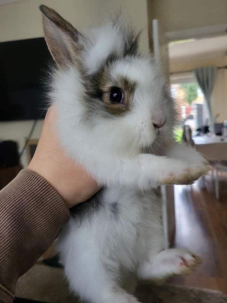 Frendly bunny rabbits looking for a frendly family 